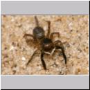 Euophrys frontalis - Springspinne 03 4mm.jpg